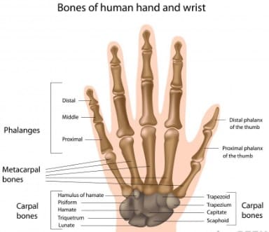 Detail Gambar Tulang Pergelangan Tangan Nomer 25