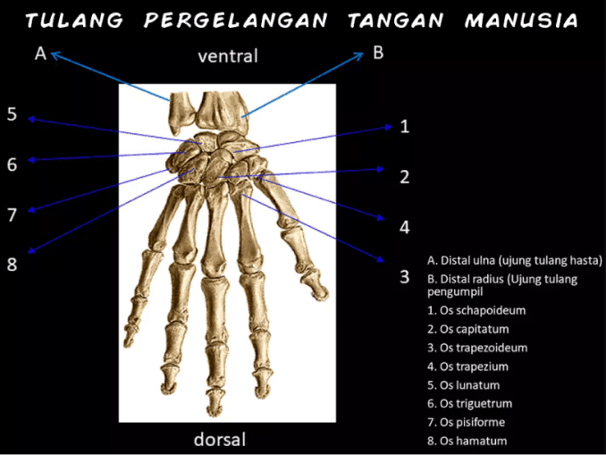 Detail Gambar Tulang Pergelangan Tangan Nomer 27
