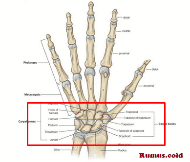 Detail Gambar Tulang Pergelangan Tangan Nomer 28