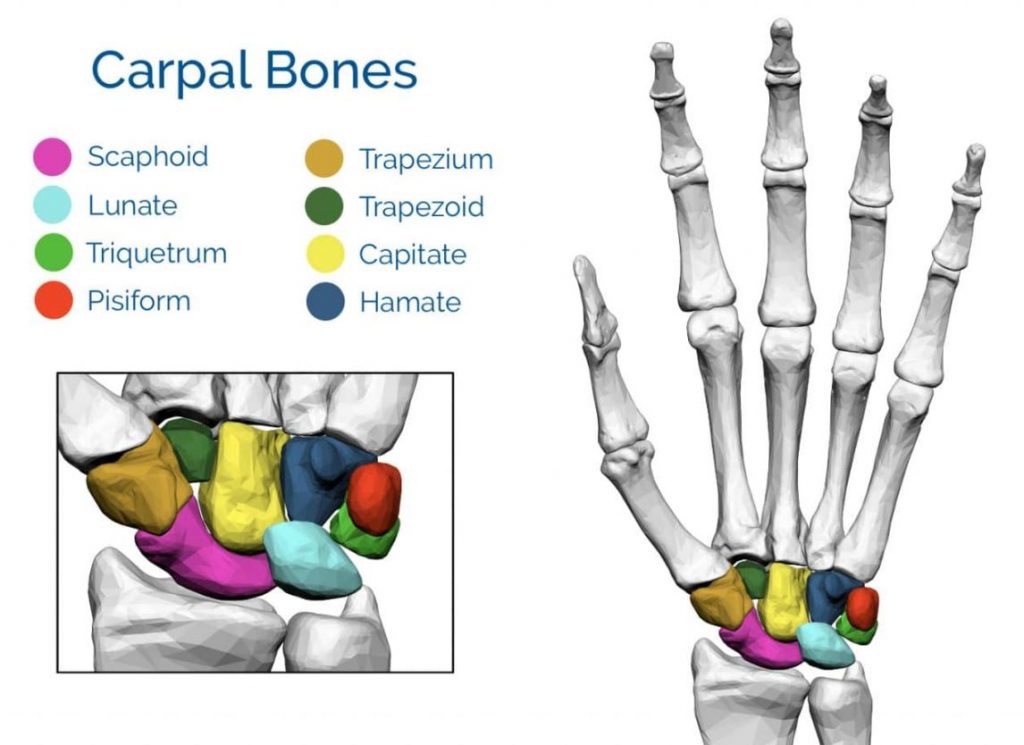 Detail Gambar Tulang Pergelangan Tangan Nomer 4