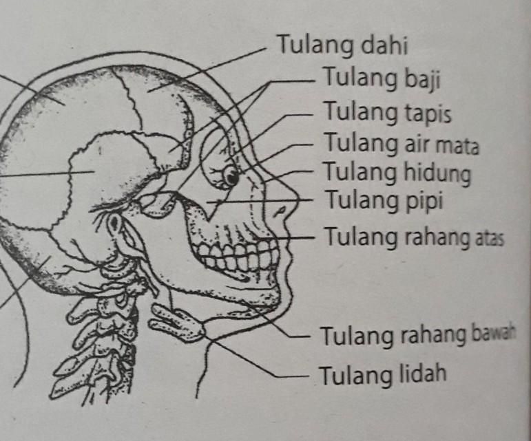 Detail Gambar Tulang Pipi Nomer 19