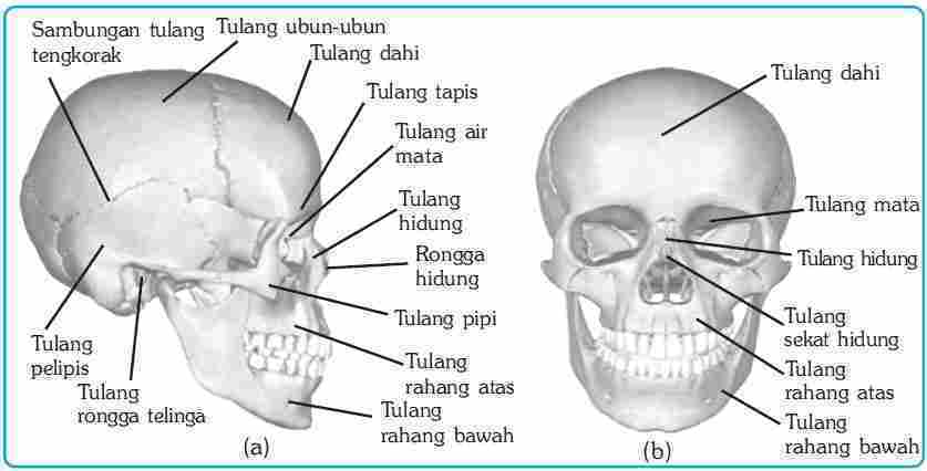 Detail Gambar Tulang Pipi Nomer 3