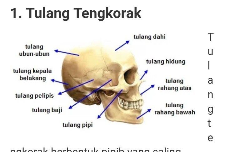 Detail Gambar Tulang Pipi Nomer 5