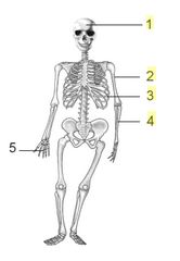 Detail Gambar Tulang Pipih Nomer 11