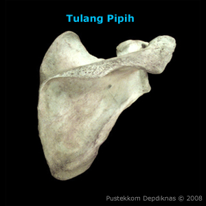 Detail Gambar Tulang Pipih Nomer 23