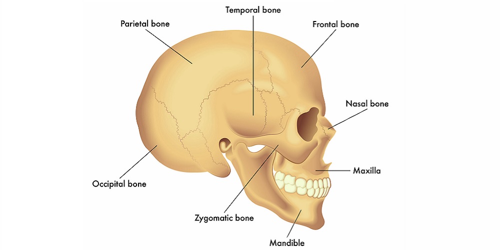 Detail Gambar Tulang Pipih Nomer 24