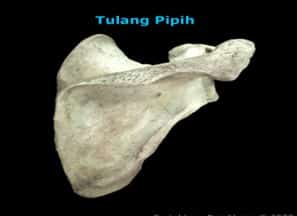 Detail Gambar Tulang Pipih Nomer 38