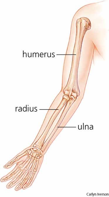 Gambar Tulang Radius - KibrisPDR