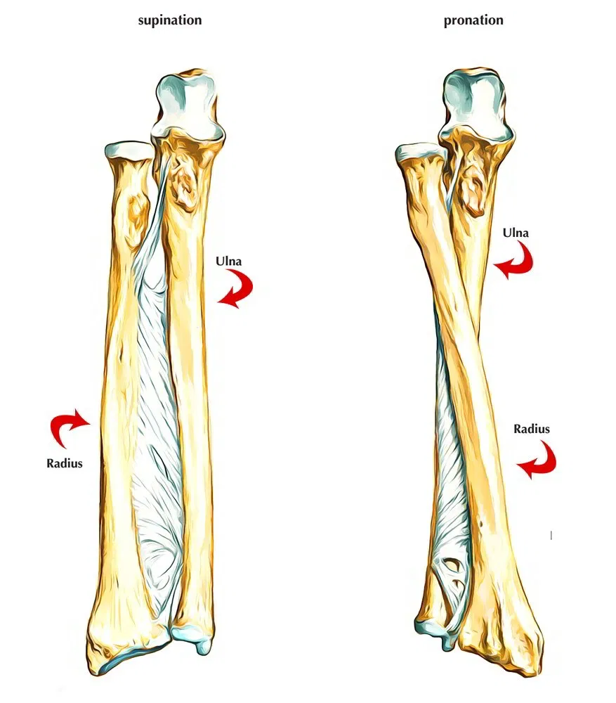 Detail Gambar Tulang Radius Nomer 2