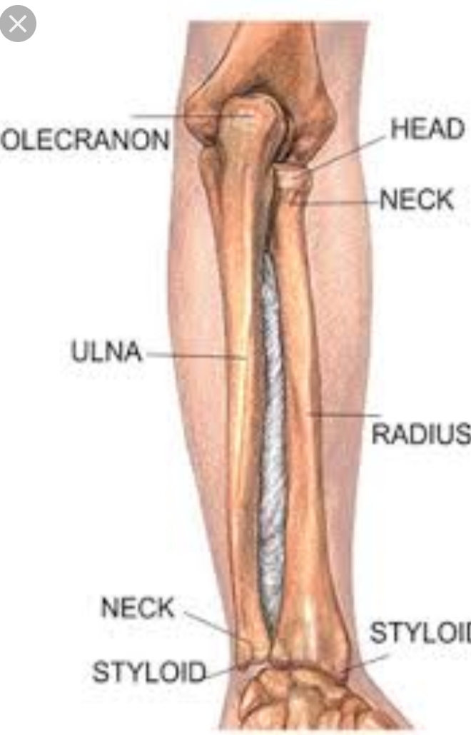 Detail Gambar Tulang Radius Nomer 14