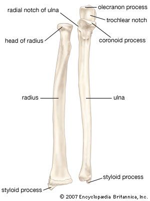 Detail Gambar Tulang Radius Nomer 34