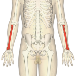 Detail Gambar Tulang Radius Nomer 39