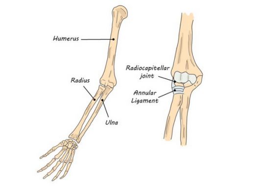 Detail Gambar Tulang Radius Nomer 6