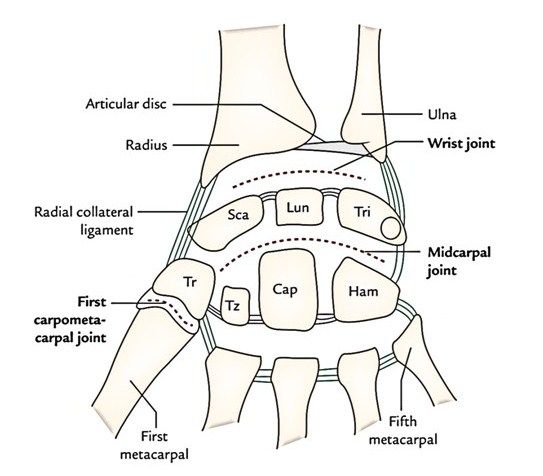 Detail Gambar Tulang Radius Nomer 47