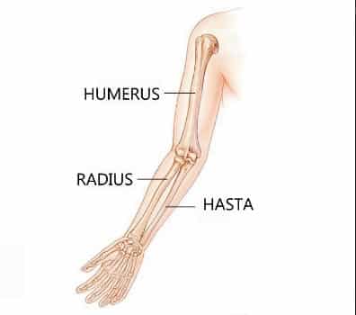 Detail Gambar Tulang Radius Nomer 9