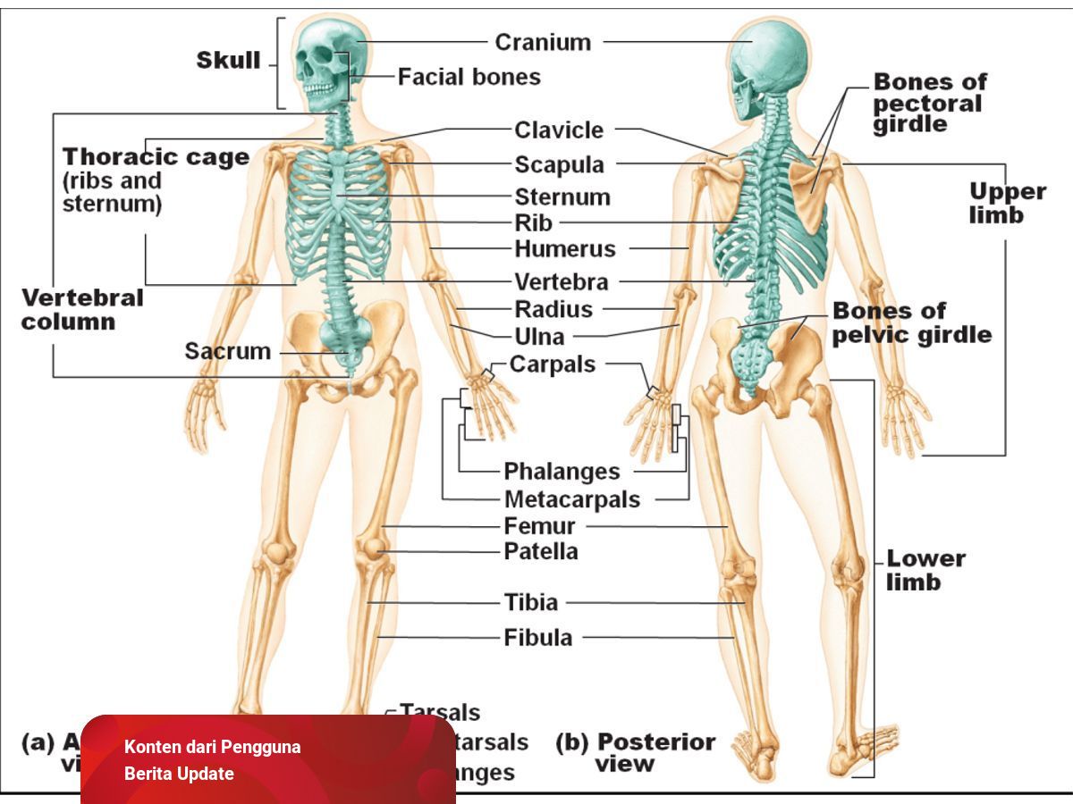 Detail Gambar Tulang Rangka Nomer 44