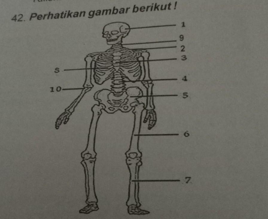 Detail Gambar Tulang Rangka Nomer 54