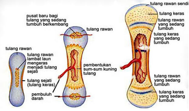 Detail Gambar Tulang Rawan Nomer 3