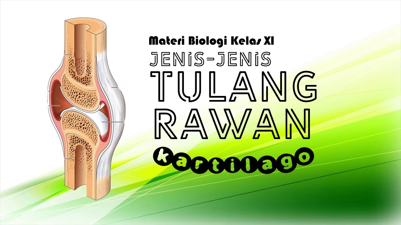 Detail Gambar Tulang Rawan Nomer 29