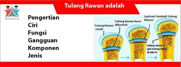 Detail Gambar Tulang Rawan Nomer 31