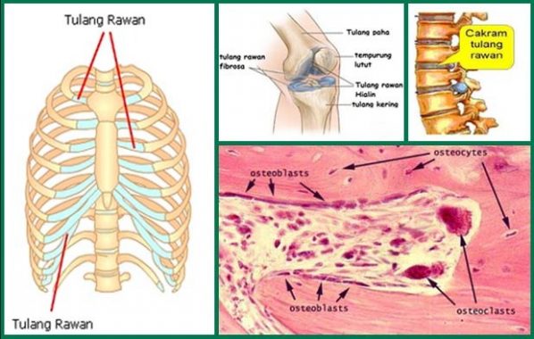 Detail Gambar Tulang Rawan Dan Tulang Keras Nomer 24