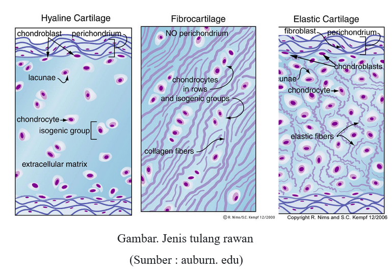 Detail Gambar Tulang Rawan Dan Tulang Keras Nomer 25