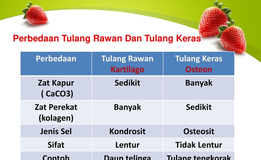 Detail Gambar Tulang Rawan Dan Tulang Keras Nomer 35