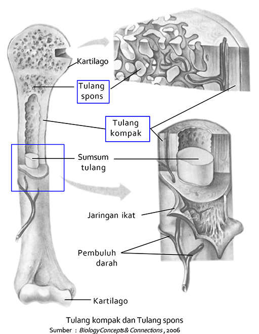 Detail Gambar Tulang Rawan Dan Tulang Keras Nomer 53