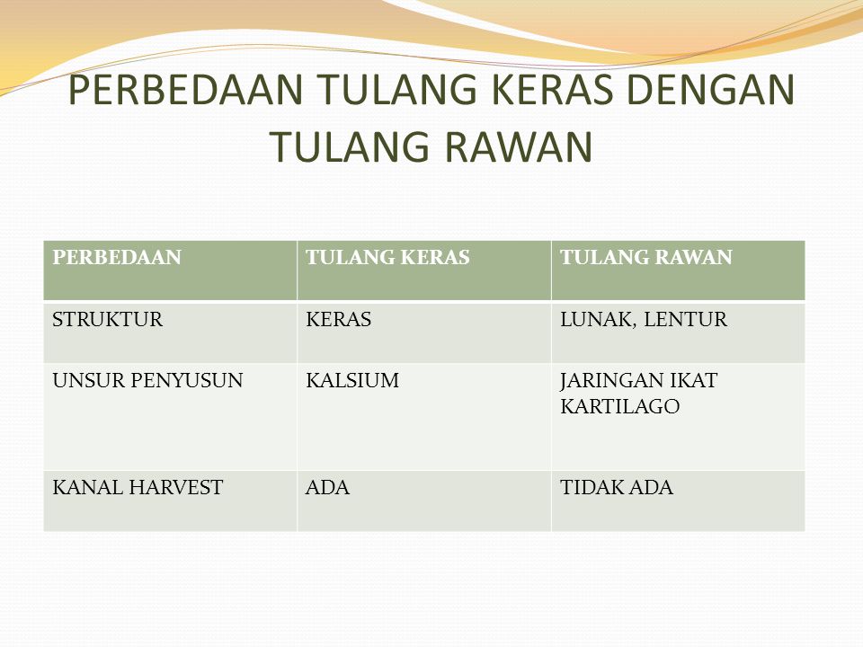 Detail Gambar Tulang Rawan Dan Tulang Keras Nomer 54