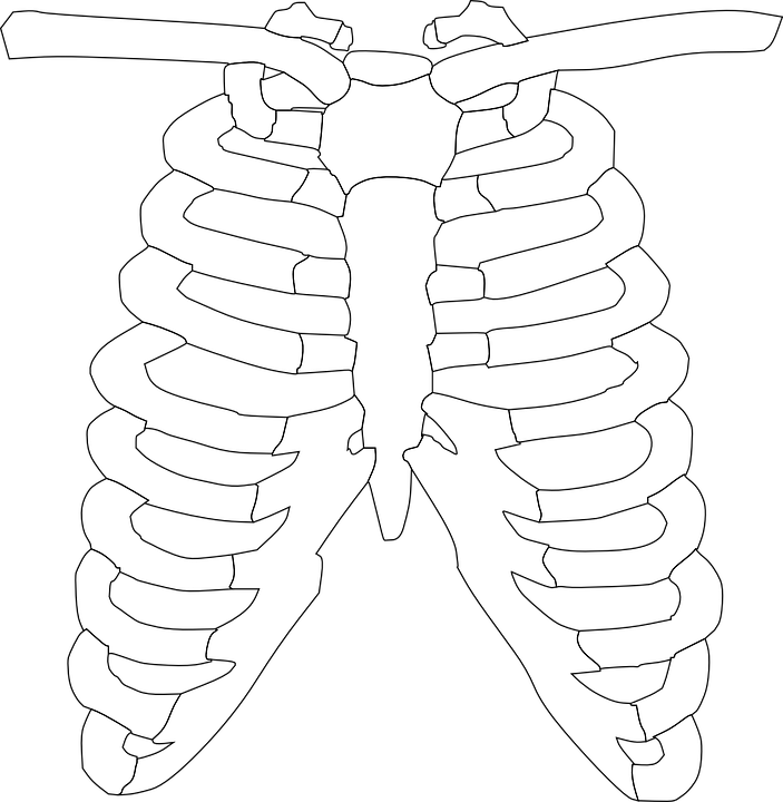 Detail Gambar Tulang Rusuk Nomer 11