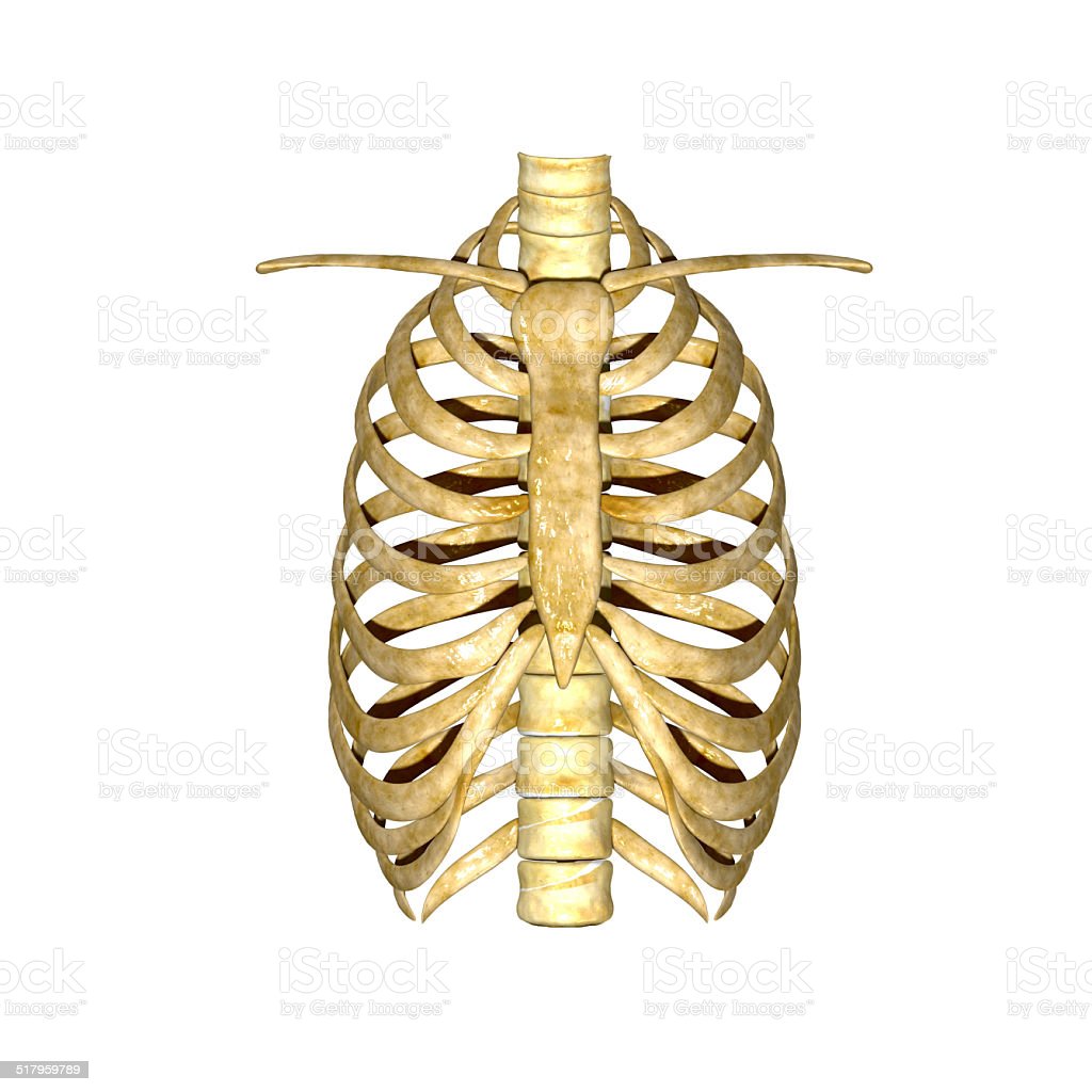 Detail Gambar Tulang Rusuk Nomer 35