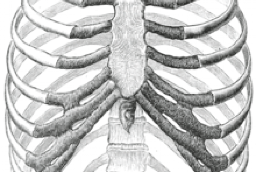 Detail Gambar Tulang Rusuk Nomer 9