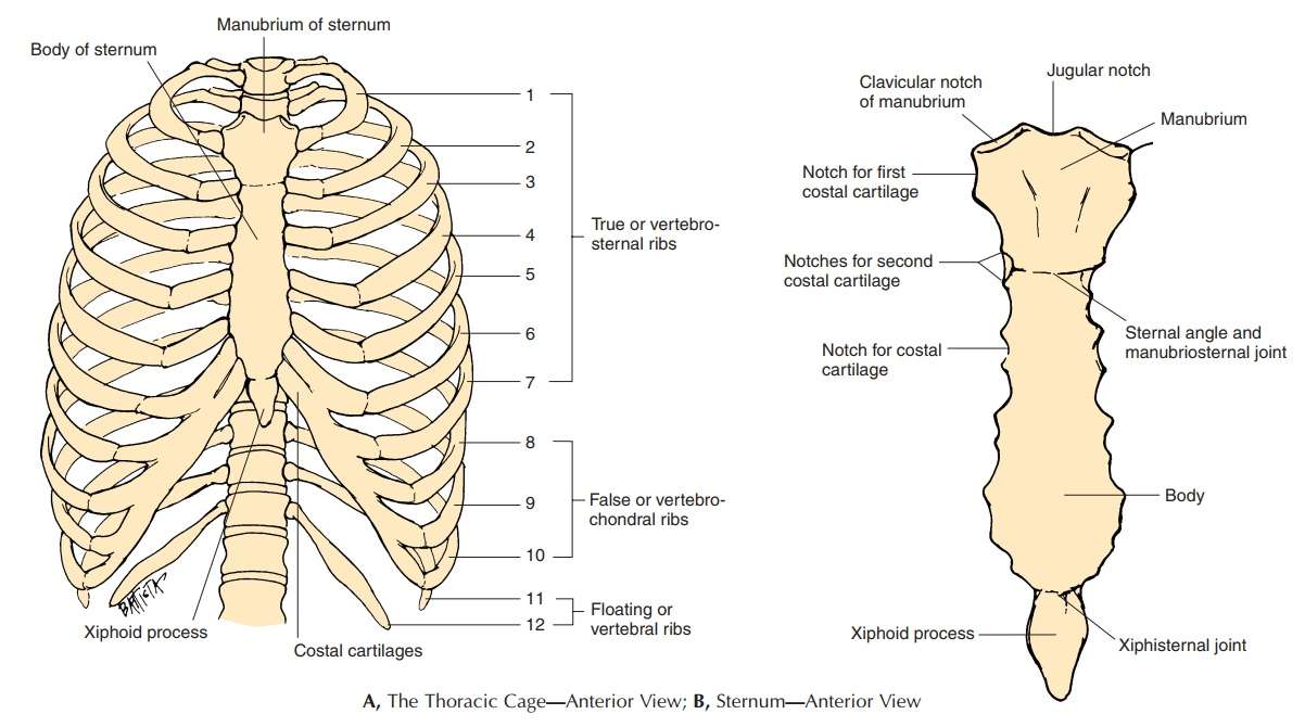 Detail Gambar Tulang Rusuk Dan Tulang Dada Nomer 2