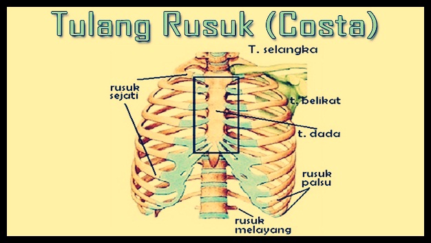 Detail Gambar Tulang Rusuk Dan Tulang Dada Nomer 12