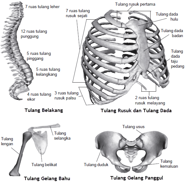 Detail Gambar Tulang Rusuk Dan Tulang Dada Nomer 16