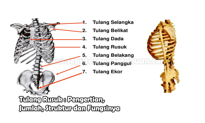 Detail Gambar Tulang Rusuk Dan Tulang Dada Nomer 21