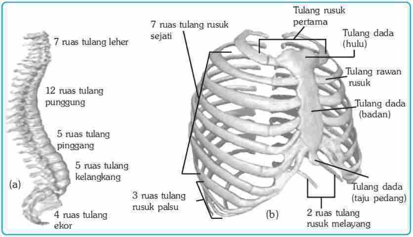 Detail Gambar Tulang Rusuk Dan Tulang Dada Nomer 30