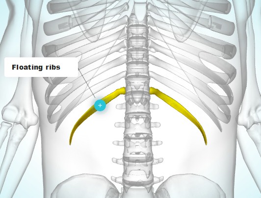 Detail Gambar Tulang Rusuk Dan Tulang Dada Nomer 40