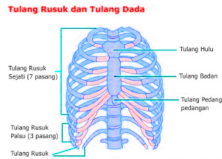 Detail Gambar Tulang Rusuk Dan Tulang Dada Nomer 44