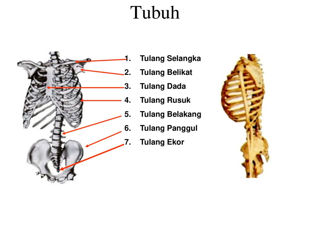 Detail Gambar Tulang Rusuk Dan Tulang Dada Nomer 48