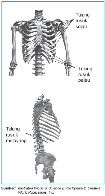 Detail Gambar Tulang Rusuk Dan Tulang Dada Nomer 52