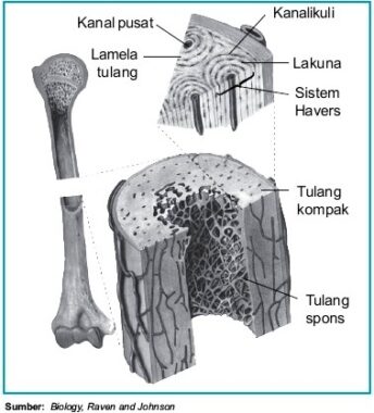 Detail Gambar Tulang Sejati Nomer 11