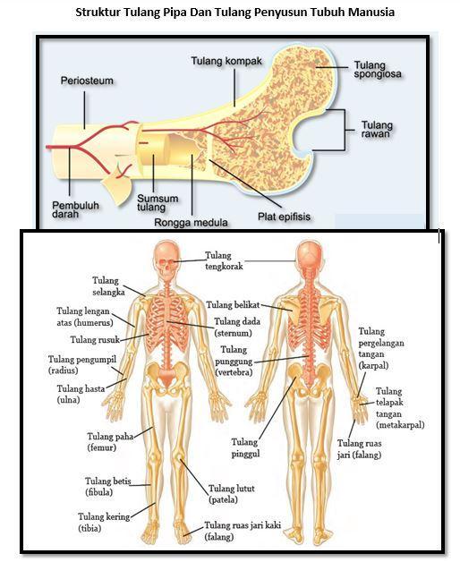 Detail Gambar Tulang Sejati Nomer 19
