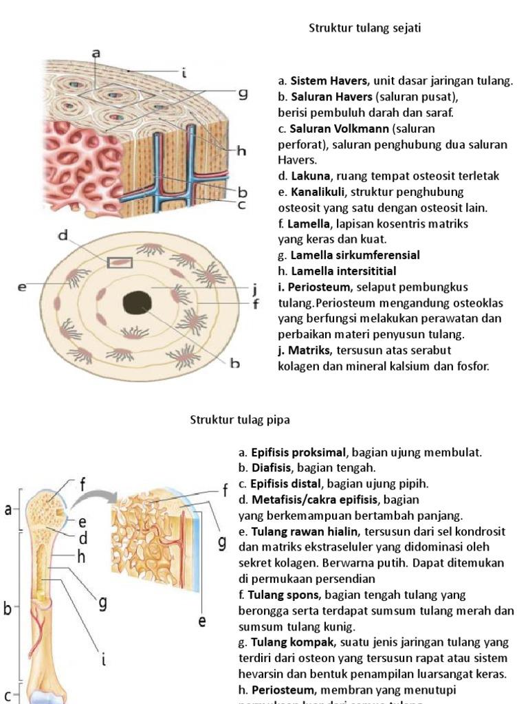 Detail Gambar Tulang Sejati Nomer 32