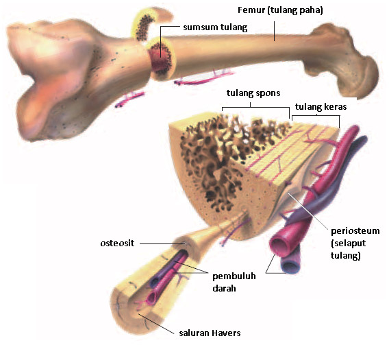 Detail Gambar Tulang Sejati Nomer 5