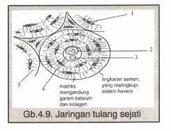 Detail Gambar Tulang Sejati Nomer 39