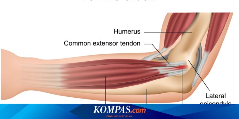 Detail Gambar Tulang Siku Nomer 7