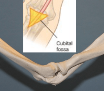 Detail Gambar Tulang Siku Tangan Kiri Nomer 8