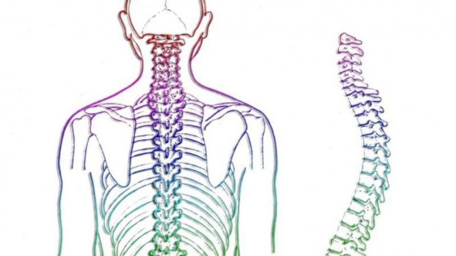 Detail Gambar Tulang Skoliosis Nomer 53