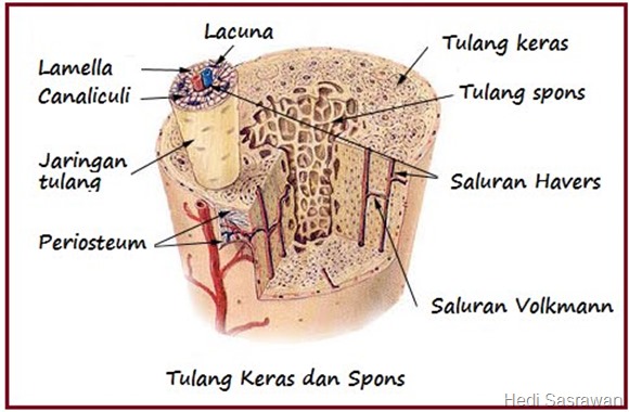 Detail Gambar Tulang Spons Nomer 2